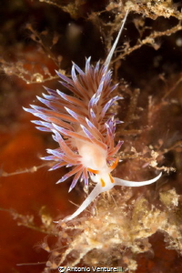 Cratena nudibranch
(Canon macro 60mm,1/200,f/20,iso400) by Antonio Venturelli 